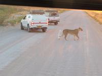 Etosha Löwen