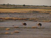 Etosha &ndash; &copy; Kathrin Mickan (Eberhardt TRAVEL)