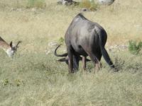 Etosha Gnu Po &ndash; &copy; Kathrin Mickan (Eberhardt TRAVEL)