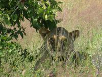 Etosha Löwin &ndash; &copy; Kathrin Mickan (Eberhardt TRAVEL)