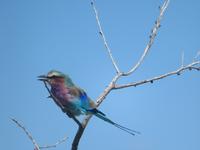 Etosha Piepmatz