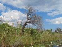 Natur am Kavango &ndash; &copy; Kathrin Mickan (Eberhardt TRAVEL)