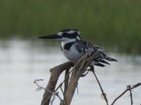 Eisvogel