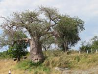 Affenbrotbaum &ndash; &copy; Kathrin Mickan (Eberhardt TRAVEL)