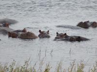 Chobe Hippos &ndash; &copy; Kathrin Mickan (Eberhardt TRAVEL)