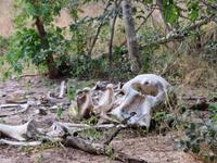 Chobe NP das war mal ein Eli &ndash; &copy; Kathrin Mickan (Eberhardt TRAVEL)