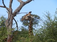 Chobe NP Giraffe &ndash; &copy; Kathrin Mickan (Eberhardt TRAVEL)