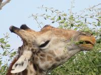 Chobe NP Giraffe &ndash; &copy; Kathrin Mickan (Eberhardt TRAVEL)