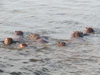 Chobe Bootsfahrt Hippofamily &ndash; &copy; Kathrin Mickan (Eberhardt TRAVEL)