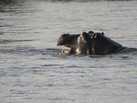 Sambesi Hippo &ndash; &copy; Kathrin Mickan (Eberhardt TRAVEL)