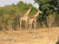 Savuti Giraffen &ndash; &copy; Kathrin Mickan (Eberhardt TRAVEL)