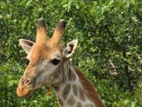 Savuti Giraffe &ndash; &copy; Kathrin Mickan (Eberhardt TRAVEL)