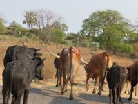 alle lebend geschafft &ndash; &copy; Kathrin Mickan (Eberhardt TRAVEL)