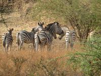 Savuti Zebras &ndash; &copy; Kathrin Mickan (Eberhardt TRAVEL)