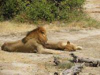 Löwen Siesta &ndash; &copy; Kathrin Mickan (Eberhardt TRAVEL)