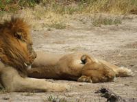 Savuti Löwen &ndash; &copy; Kathrin Mickan (Eberhardt TRAVEL)