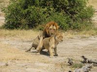 poppende Löwen &ndash; &copy; Kathrin Mickan (Eberhardt TRAVEL)