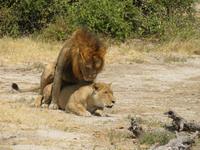 Löwen beim poppen &ndash; &copy; Kathrin Mickan (Eberhardt TRAVEL)