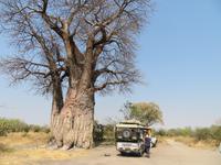 riesieger Baobab &ndash; &copy; Kathrin Mickan (Eberhardt TRAVEL)