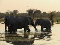 Savuti Elefanten beim baden &ndash; &copy; Kathrin Mickan (Eberhardt TRAVEL)