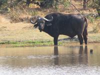 Büffel am Khwai Fluss &ndash; &copy; Kathrin Mickan (Eberhardt TRAVEL)