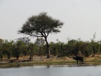 Game Drive am Khwai Fluss &ndash; &copy; Kathrin Mickan (Eberhardt TRAVEL)
