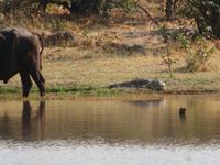 Khwai Fluss Krokodil &ndash; &copy; Kathrin Mickan (Eberhardt TRAVEL)