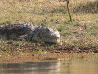 Khwai Fluss Krokodil &ndash; &copy; Kathrin Mickan (Eberhardt TRAVEL)