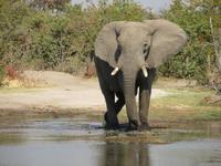 Khwai Fluss Elefanten &ndash; &copy; Kathrin Mickan (Eberhardt TRAVEL)