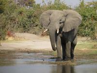 Game Drive Elefanten
