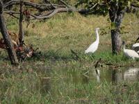 Reiher am Khwai Fluss &ndash; &copy; Kathrin Mickan (Eberhardt TRAVEL)