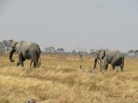 Game Drive Elefanten &ndash; &copy; Kathrin Mickan (Eberhardt TRAVEL)