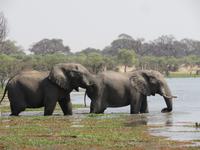 Elefanten beim trinken &ndash; &copy; Kathrin Mickan (Eberhardt TRAVEL)