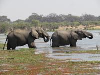 Elefanten beim trinken &ndash; &copy; Kathrin Mickan (Eberhardt TRAVEL)