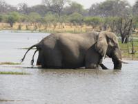 Elefant mit 2 Schwänzen ?? &ndash; &copy; Kathrin Mickan (Eberhardt TRAVEL)