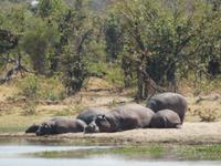 Hippo Familie &ndash; &copy; Kathrin Mickan (Eberhardt TRAVEL)