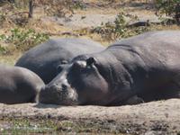 schlafende Hippos &ndash; &copy; Kathrin Mickan (Eberhardt TRAVEL)