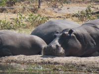 Hippos am Ufer &ndash; &copy; Kathrin Mickan (Eberhardt TRAVEL)
