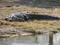 Krokodil am Ufer &ndash; &copy; Kathrin Mickan (Eberhardt TRAVEL)