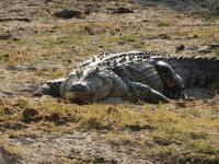 fressendes Krokodil &ndash; &copy; Kathrin Mickan (Eberhardt TRAVEL)