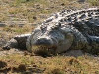 fressendes Krokodil &ndash; &copy; Kathrin Mickan (Eberhardt TRAVEL)