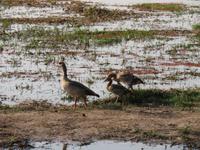 Entenfamilie &ndash; &copy; Kathrin Mickan (Eberhardt TRAVEL)