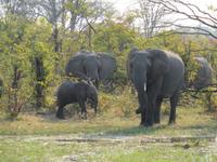 Elefantenfamilie &ndash; &copy; Kathrin Mickan (Eberhardt TRAVEL)