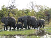 Elefantenfamilie &ndash; &copy; Kathrin Mickan (Eberhardt TRAVEL)
