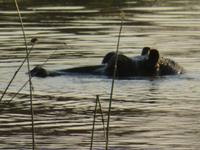 Hippo &ndash; &copy; Kathrin Mickan (Eberhardt TRAVEL)