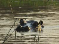 Hippo &ndash; &copy; Kathrin Mickan (Eberhardt TRAVEL)