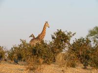 Giraffen im Sonnenuntergang &ndash; &copy; Kathrin Mickan (Eberhardt TRAVEL)