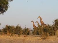 Giraffen Trio &ndash; &copy; Kathrin Mickan (Eberhardt TRAVEL)