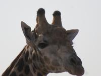 Moremi Reservat Giraffen &ndash; &copy; Kathrin Mickan (Eberhardt TRAVEL)