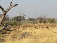 Moremi Reservat  &ndash; &copy; Kathrin Mickan (Eberhardt TRAVEL)